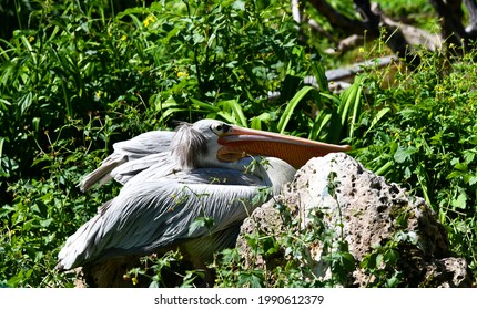 Pelecanus Rufescens In A Meadow