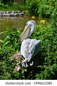 Pelecanus Rufescens In A Meadow