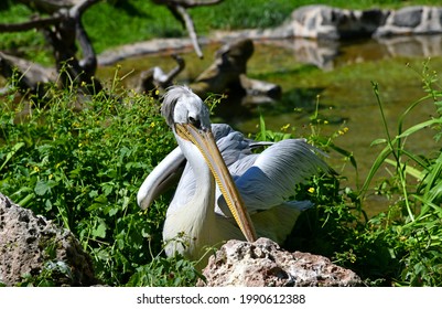 Pelecanus Rufescens In A Meadow