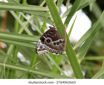 Peleides blue morpho - Morpho peleides