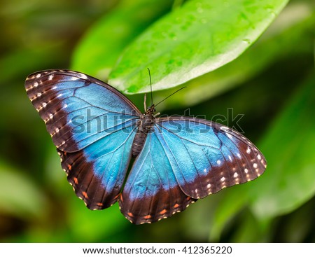 Peleides Blue Morpho on leaf
