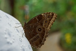 The Peleides Brown Morpho Butterfly In The Garden