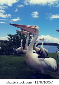 Pelican In Australia