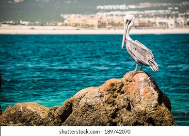 Pelican - Baja California, Mexico