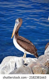 Pelican Beach Rockery Stone Blue