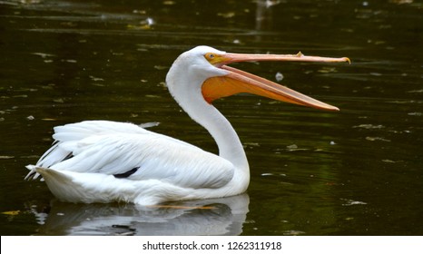 Pelican With Beak Open