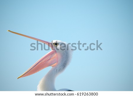 Similar – Image, Stock Photo Close-up of pelican feathers