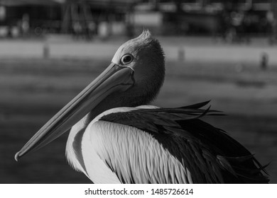 10,940 Pelicans Black Background Stock Photos, Images & Photography ...