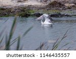Pelican Bird In Buckingham Canal At Kattupalli, North Chennai, Tamil nadu, India With Green Background