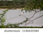 Pelican Bird In Buckingham Canal At Kattupalli, North Chennai, Tamil nadu, India With Green Background