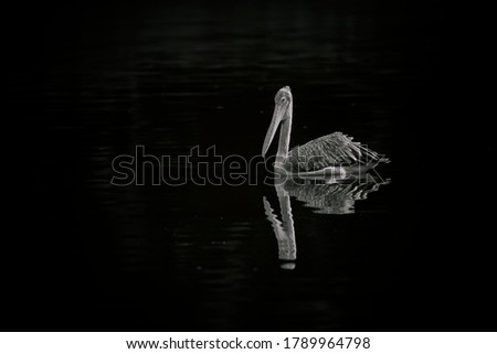 Similar – Great crested grebe swimming on a lake