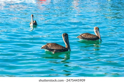 Pelican bird pelicans birds swim in water and drift by waves in Zicatela Puerto Escondido Oaxaca Mexico. - Powered by Shutterstock