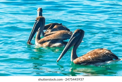 Pelican bird pelicans birds swim in water and drift by waves in Zicatela Puerto Escondido Oaxaca Mexico. - Powered by Shutterstock