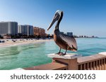 Pelican bird posing in the public pier in Clearwater, Florida, USA.	