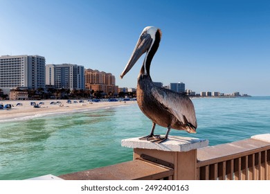 Pelican bird posing in the public pier in Clearwater, Florida, USA.	