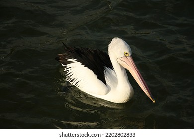 Pelican Bird In Regional Victoria