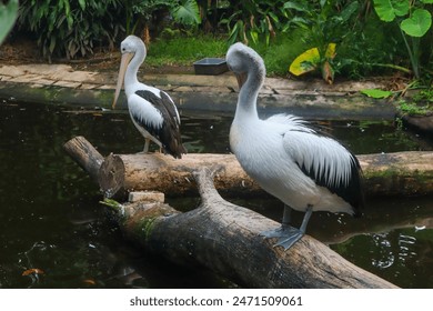 Pelican bird resting and standing on the wooden log - Powered by Shutterstock