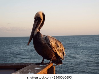 Pelican bird sea ocean Florida coastal coast vacation  - Powered by Shutterstock