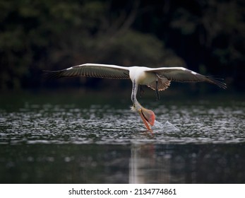 Pelican Bird Splashing Water With Beak