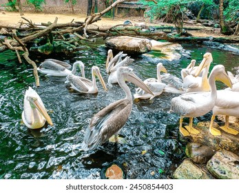 Pelican bird wildlife swimming in ponds and walking on rocks - Powered by Shutterstock