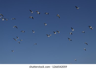 Pelican birds at Anasagar Lake, Ajmer.
Every winter these foreign birds come to this lake and make this lake look more beautiful. - Shutterstock ID 1266542059