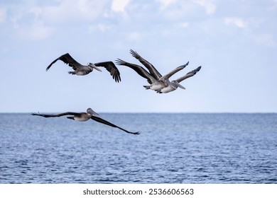 pelican birds with ocean and blue sky - Powered by Shutterstock