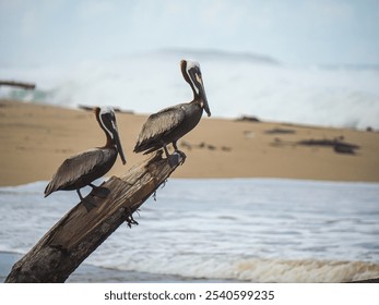 Pelican birds resting on dead tree trunk - Powered by Shutterstock