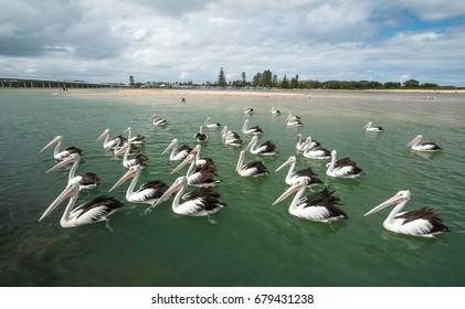 Pelican birds swimming wait for feeding at the lake entrance australia - Powered by Shutterstock