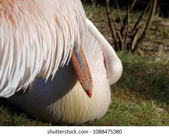 Pelican, Blackpool Zoo