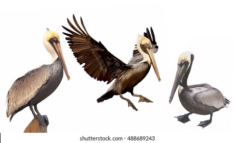 Pelican Brown Group Perched, In Flight And Standing Isolated On White Background