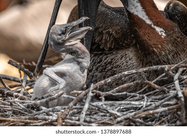 Pelican Chick Baby In Nest 