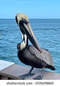 Pelican Close Up, Ocean, Florida, 