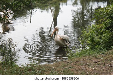 Pelican Crossing The River.