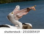 pelican eating sliced fish after I gave it to him 