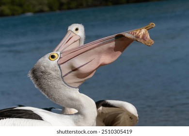 pelican eating sliced fish after I gave it to him 