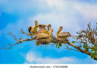 Pelican Family In Manyara National Park 