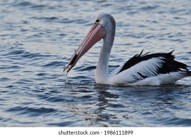 Pelican Feeding In Early Morning