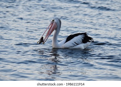 Pelican Feeding In Early Morning