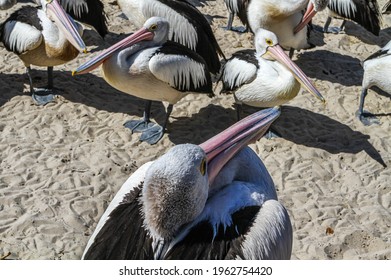 Pelican Feeding At Gold Coast