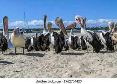 Pelican Feeding At Gold Coast