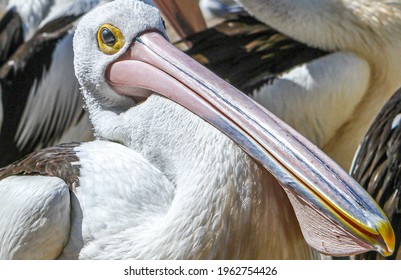 Pelican Feeding At Gold Coast