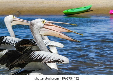 Pelican Feeding At Gold Coast