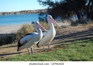 Pelican Feeding Time