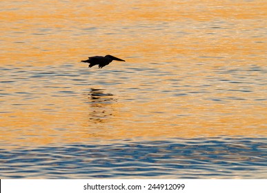 Pelican Flies Over Sunset Waters Of Englewood Beach, Florida