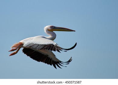 27,212 Pelican flight Images, Stock Photos & Vectors | Shutterstock