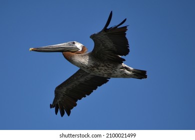 Pelican in flight at the Chesapeake Bay.