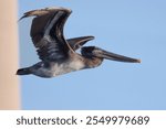 Pelican in flight over Monterey Bay