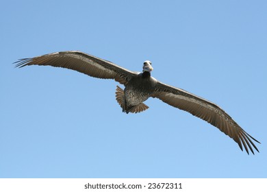 Pelican In Flight. This One Is Living In The Neighborhood Of San Antonio, Chile.