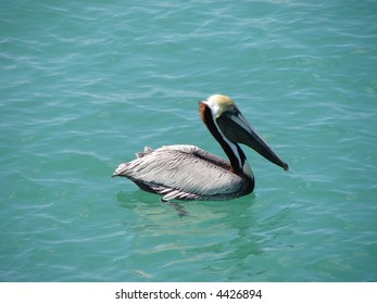 Pelican floating in the ocean