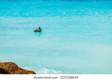 Pelican floating on turquoise waters near rocky shore in Caribbean Sea, Aruba. - Powered by Shutterstock